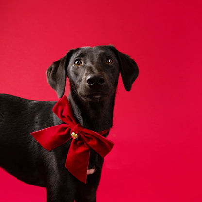 Christmas Pet Velvet Bow