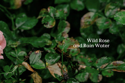 Native Rose Field Day Diffuser & Refil